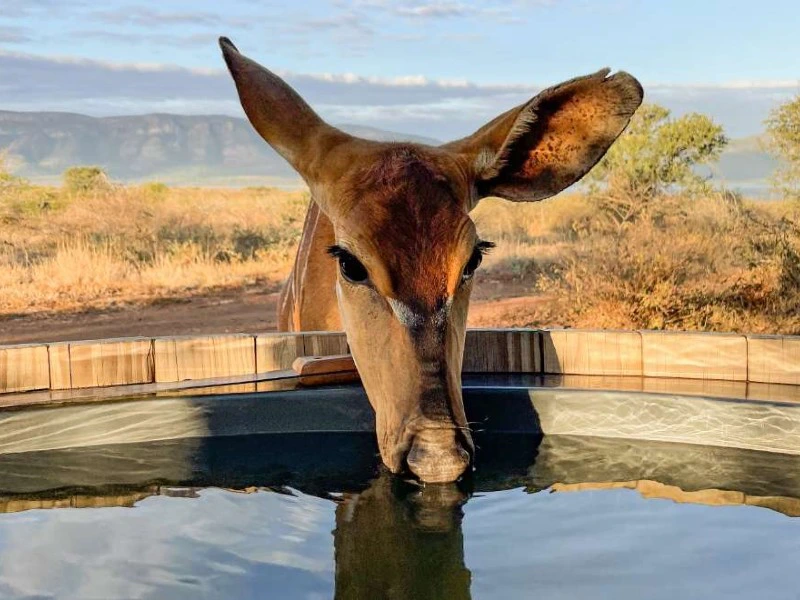 wildlife-glamping-met-kinderen-zuid-afrika-pongola