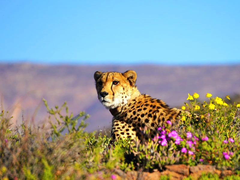 Cheetah Zuid-Afrika