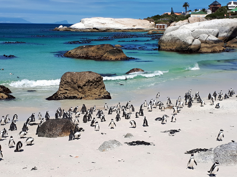 zuid-afrika-pinguins-strand-tieners