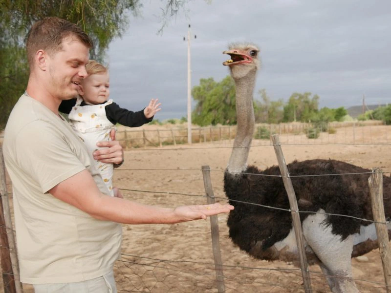 Oudtshoorn struisvogelstad