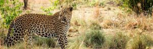 jaguar Kruger rondreis met tieners Zuid-Afrika