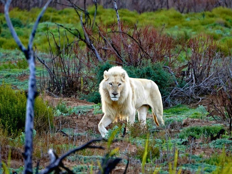 Sjiek de bush in bij Sanbona