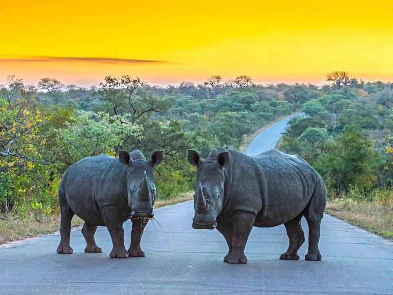 neushoorns staan op de weg met zonsondergang