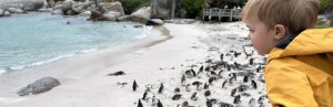 Een jong kind in een gele jas kijkt uit over een strand met een grote groep pinguïns aan de kust, rotsen en helderblauw zeewater op de achtergrond, terwijl mensen vanaf een houten uitkijkplatform toekijken.
