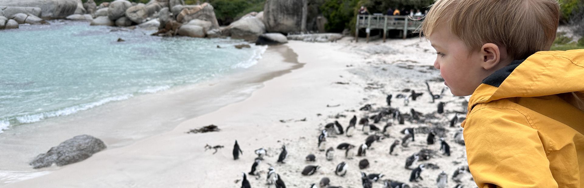 Een jong kind in een gele jas kijkt uit over een strand met een grote groep pinguïns aan de kust, rotsen en helderblauw zeewater op de achtergrond, terwijl mensen vanaf een houten uitkijkplatform toekijken.