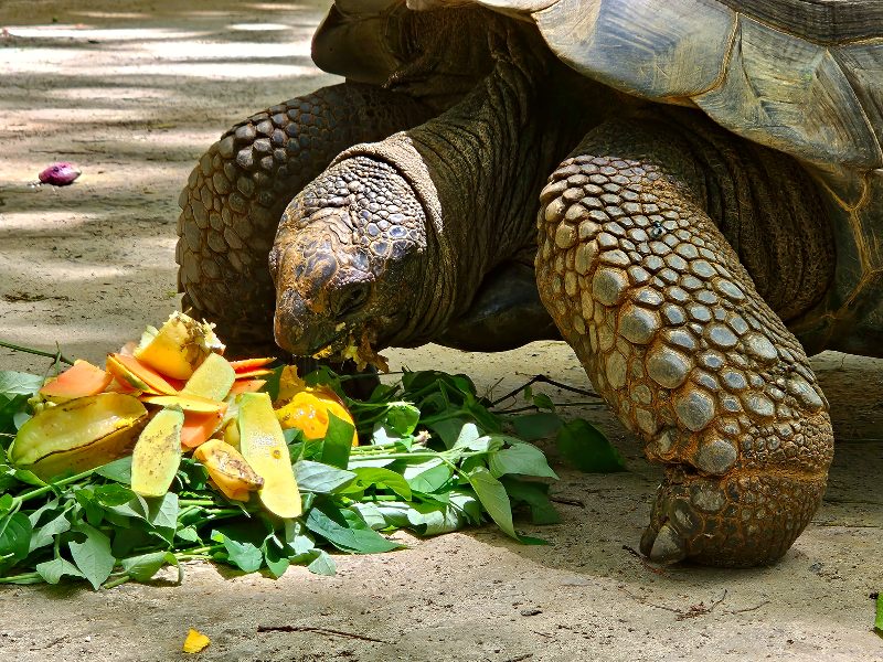Seychellen - La Digue - landschildpad