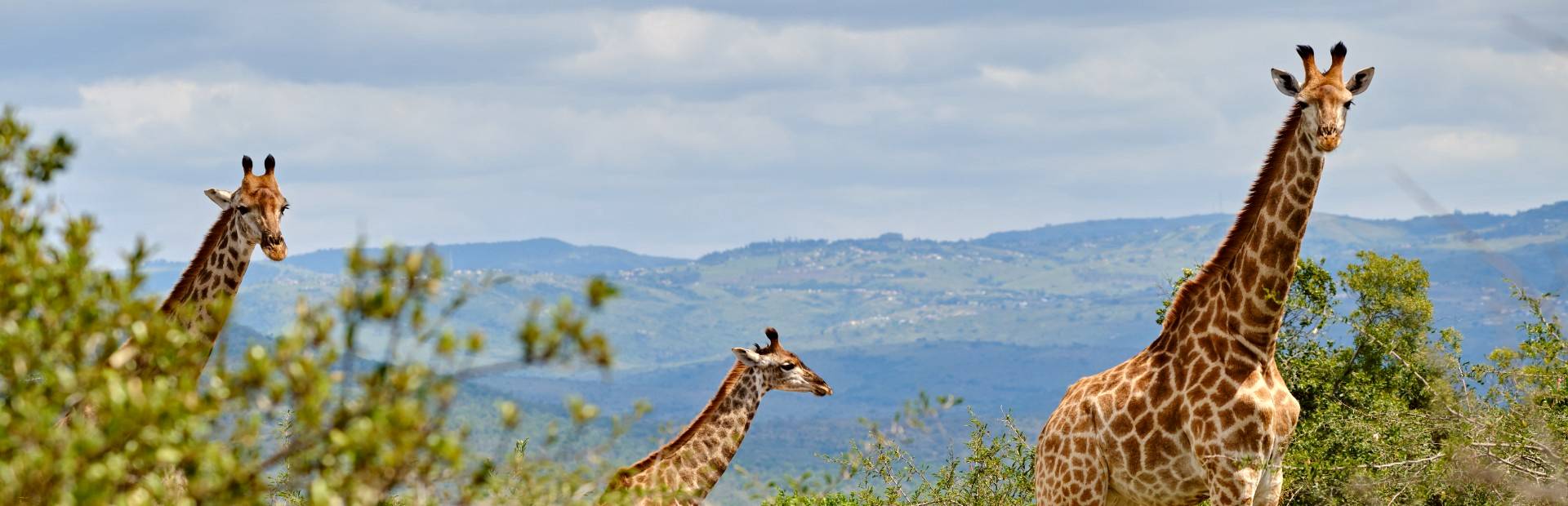 South Africa - Hluhluwe - giraf