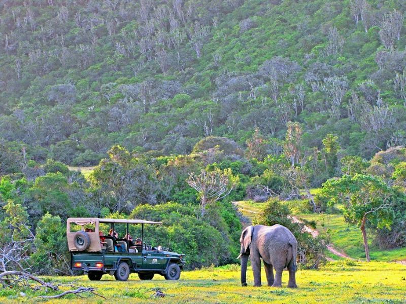 olifant met safari jeep