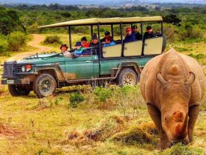 neushoorn met op achtergrond jeep