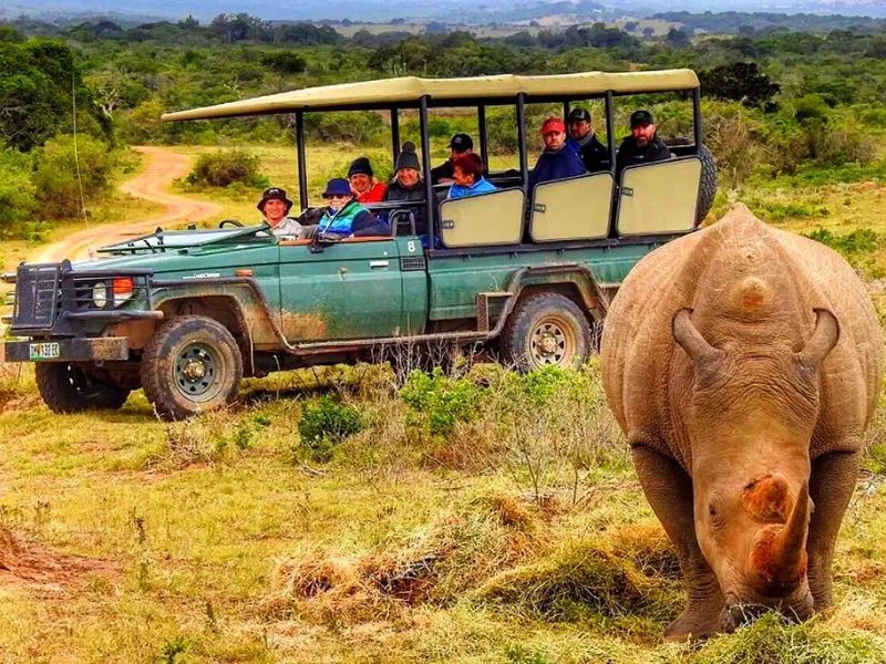 neushoorn met op achtergrond jeep