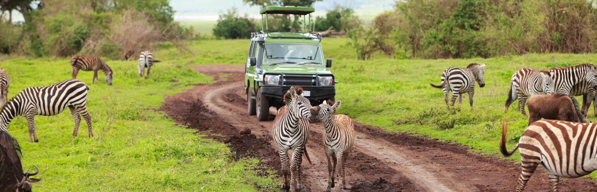 zebra met safari jeep op de achtergrond