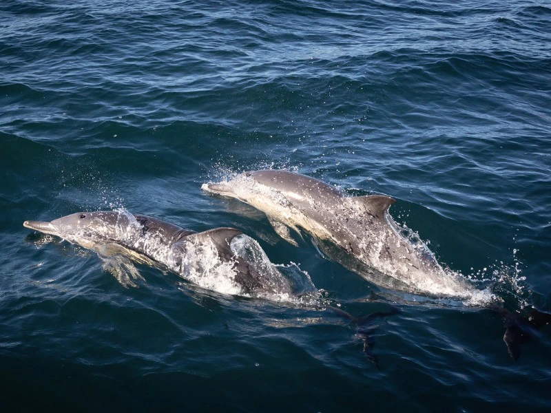 Africa - Mozambique - Dolhphines