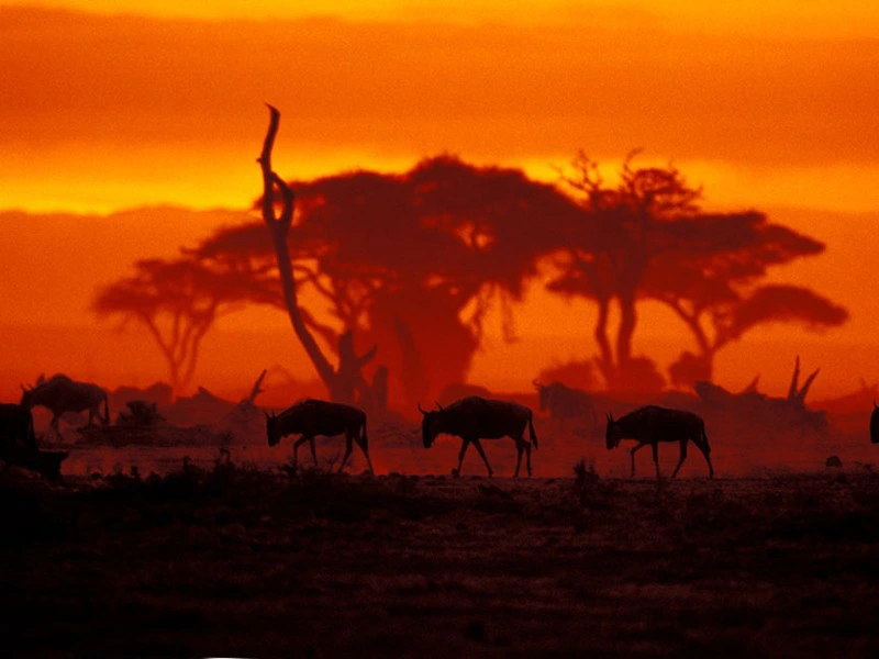 serengeti zonsondergang