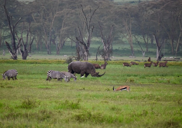 Neushoorn in Lake Nakuru