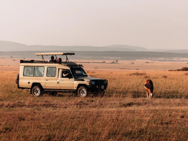 Masai mara gamedrive