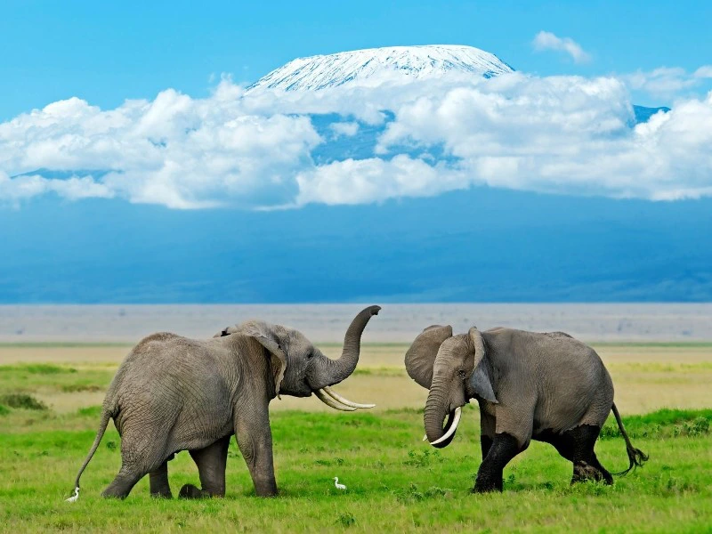 Amboseli Kenia
