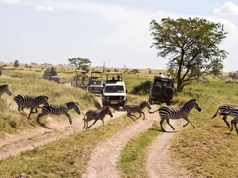 Tanzania Serengeti Safari