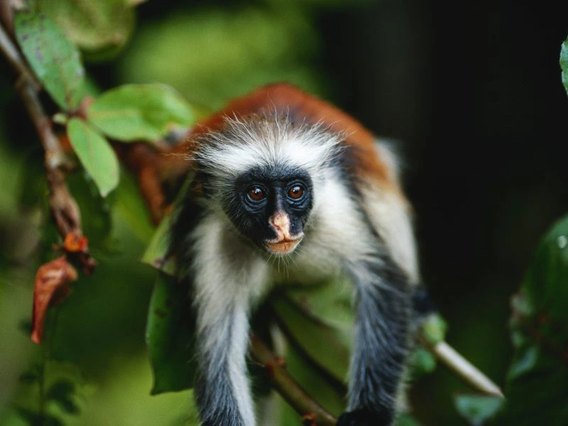 Jozani Forest in Zanzibar