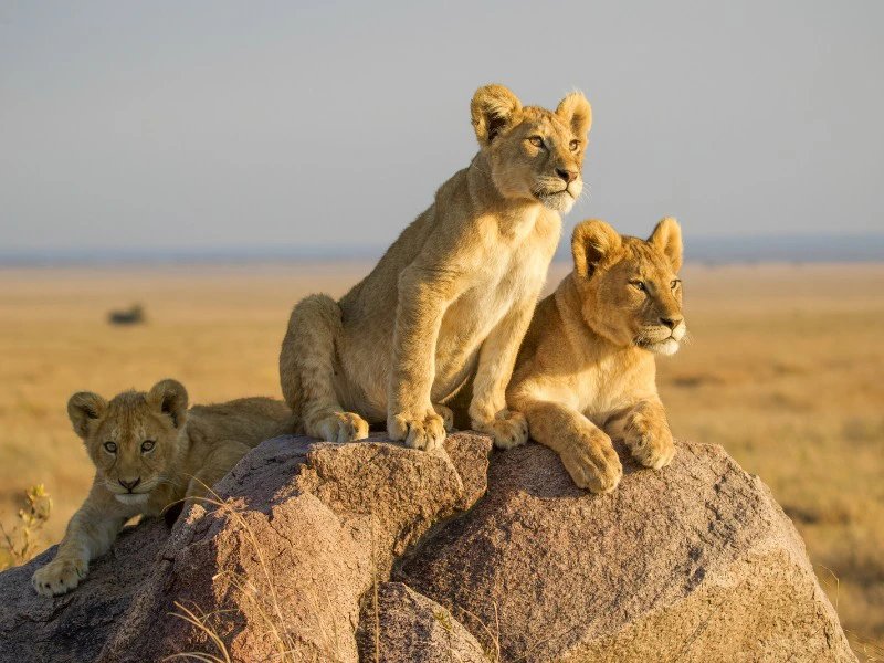 Leeuwen in Tanzania