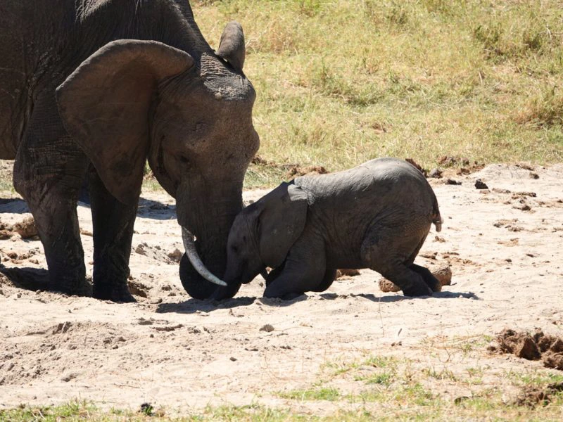 Baby olifant Tarangire