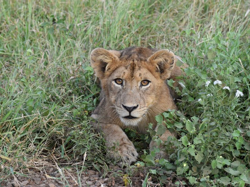 Leeuwenwelpje Tanzania