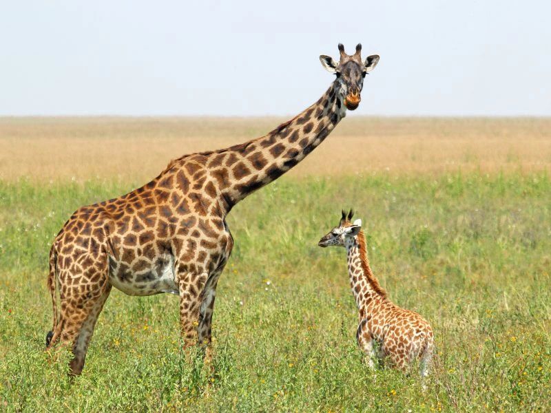 Calving Season Serengeti