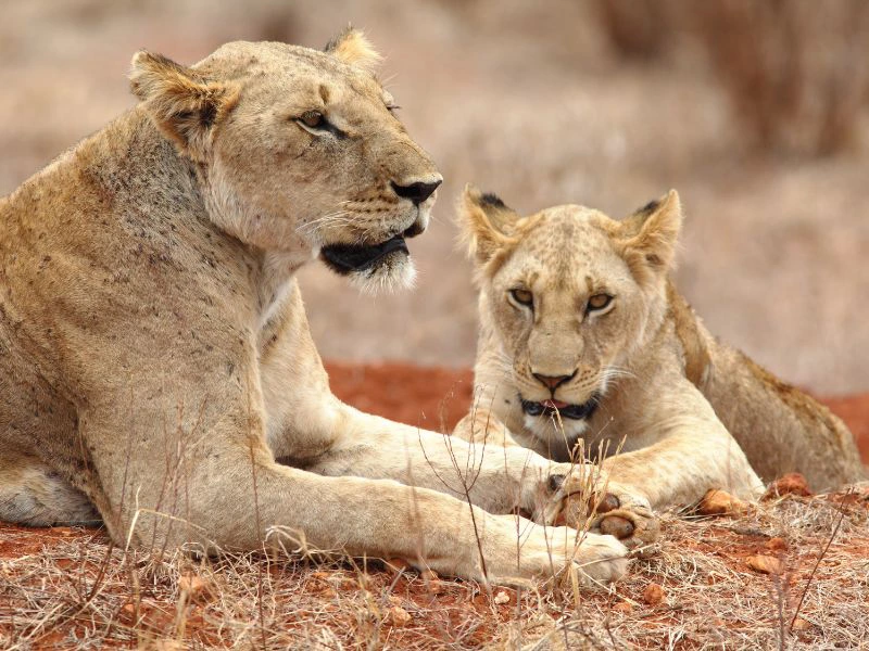 Leeuwen in Kenia