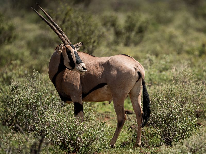 Samburu safari in Kenia