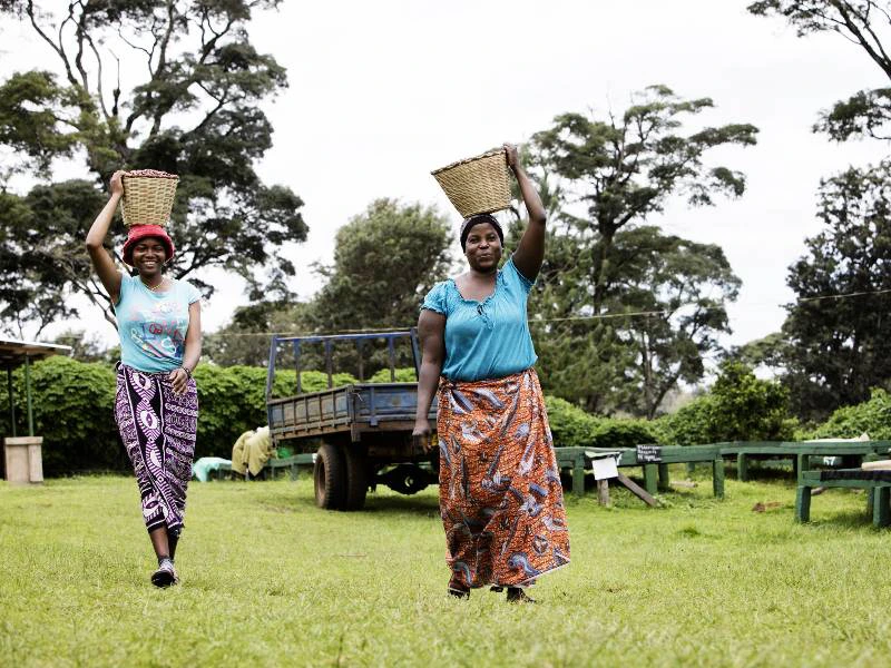 Kilimanjaro coffee lodge