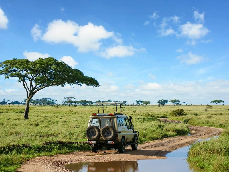 Safari-jeep rijdt over een modderige weg door een groene savanne met acaciabomen.