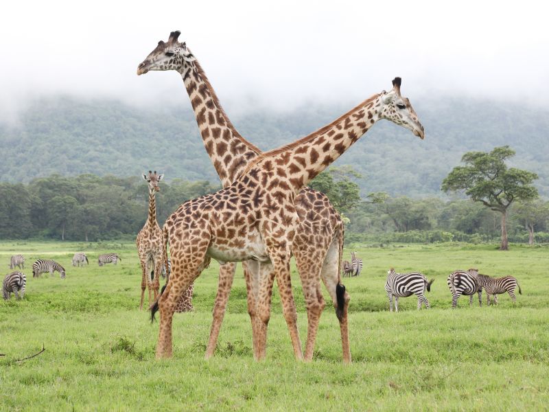 Giraffen in het Arusha National Park, met zebra's op de achtergrond met een mistige lucht