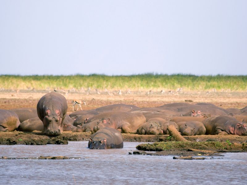 Nijlpaarden bij Lake Manyara die aan het zonnen zijn of aan het zwemmen in het water