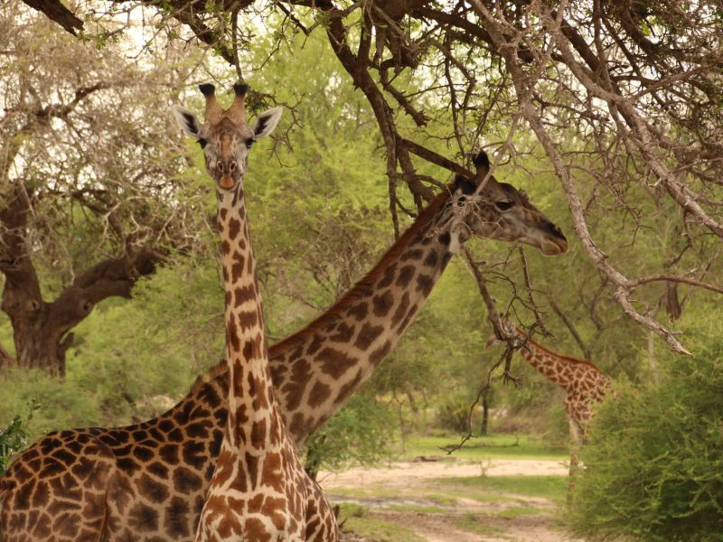 2 giraffen staan tussen de bomen