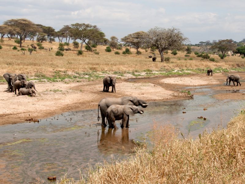 Foto van meerdere olifanten in rivier, met de iconische baobab bomen en open savanne op de achtergrond