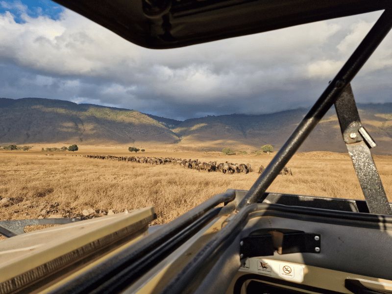 Foto vanuit een open jeep van buffels in de krater, met de kraterrand op de achtergrond