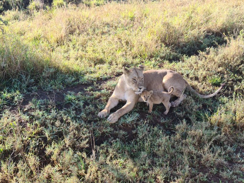 Leeuwin met haar welp in het Serengeti National Park.