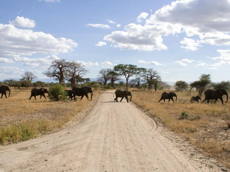 Kudde olifanten steekt de weg over.