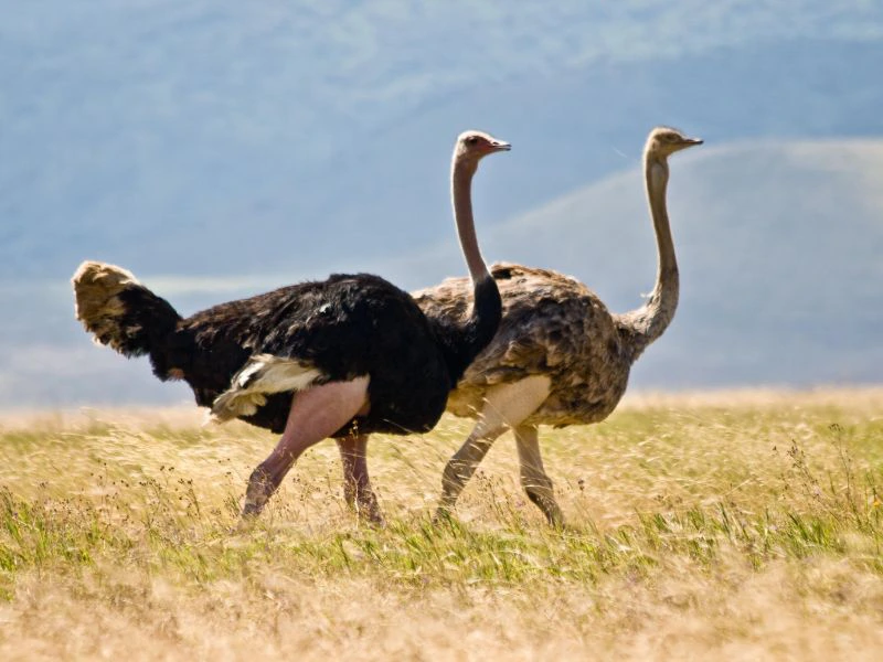 Twee struisvogels lopen door het grasland van het Serengeti National Park