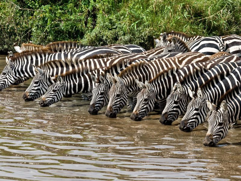 Een tiental zebra's staat op een rij en drinkt water.