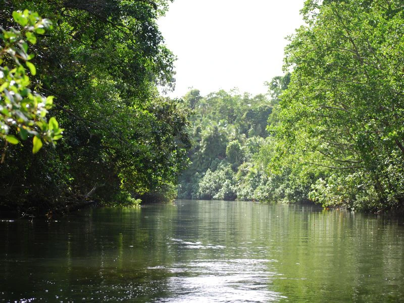 Varen over de Daintree river in Cape Tribulation