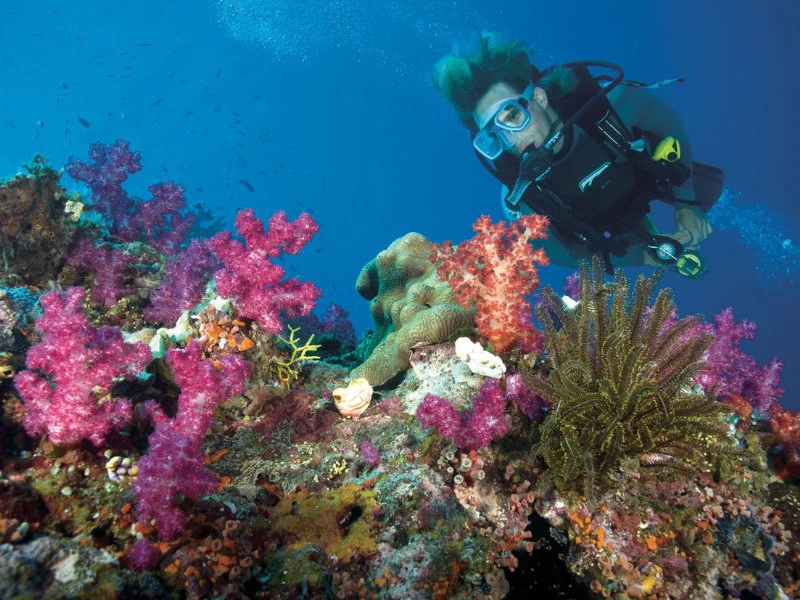 Duiken in het Great Barrier Reef