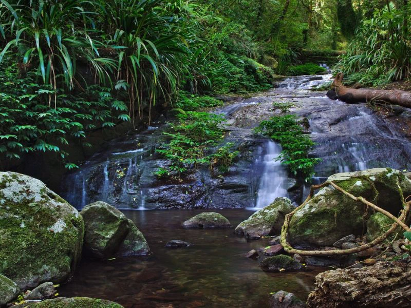 Lamington national park - Australie