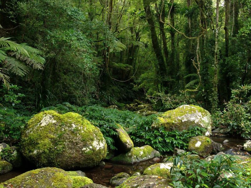 Lamington national park - Australie