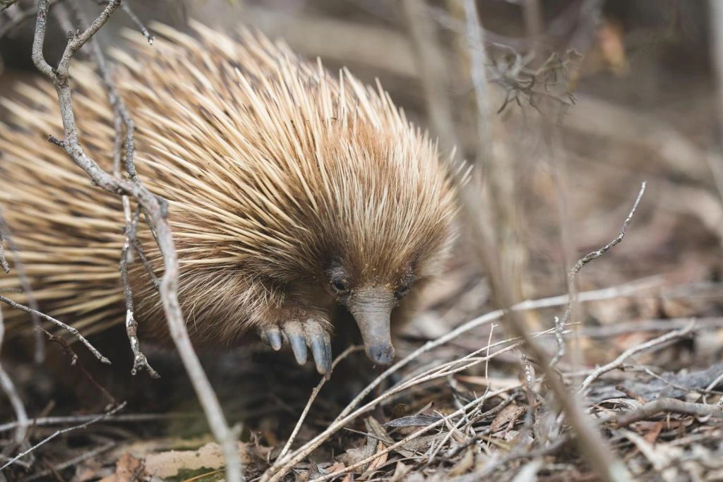 Kangaroo Island echidna bij accommodatie
