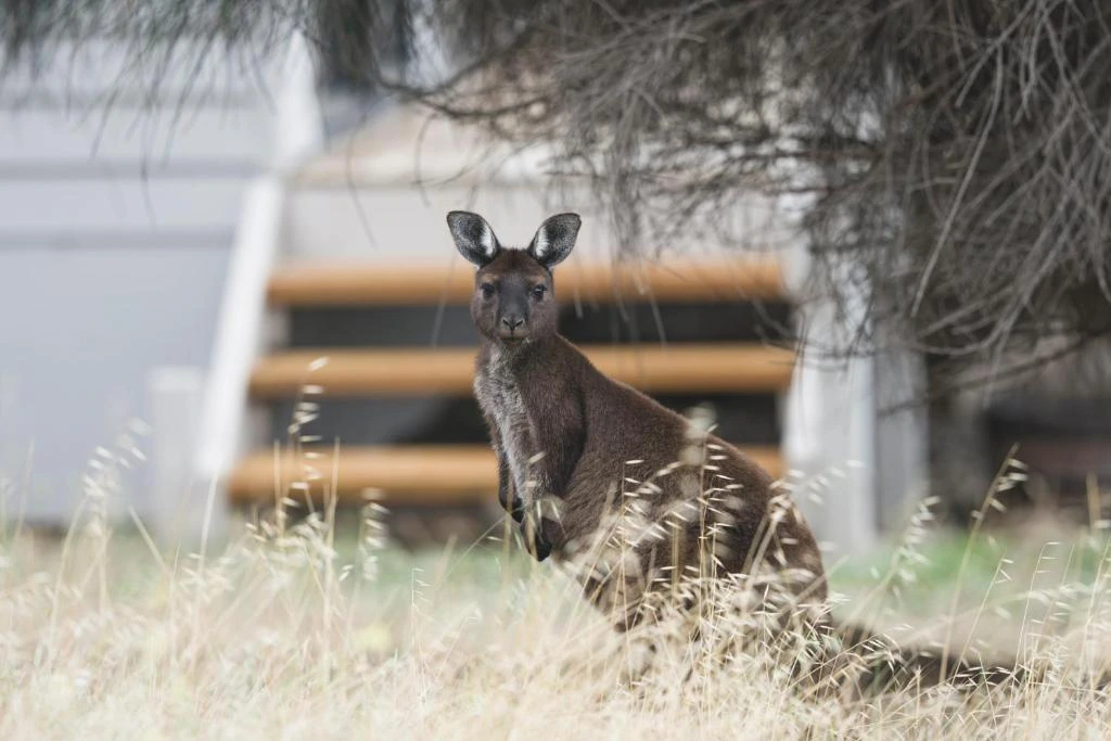 Kangaroo Island kangaroo bij de accommodatie