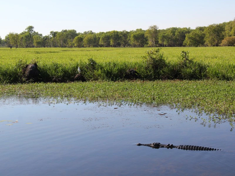 Yellow waters cruise