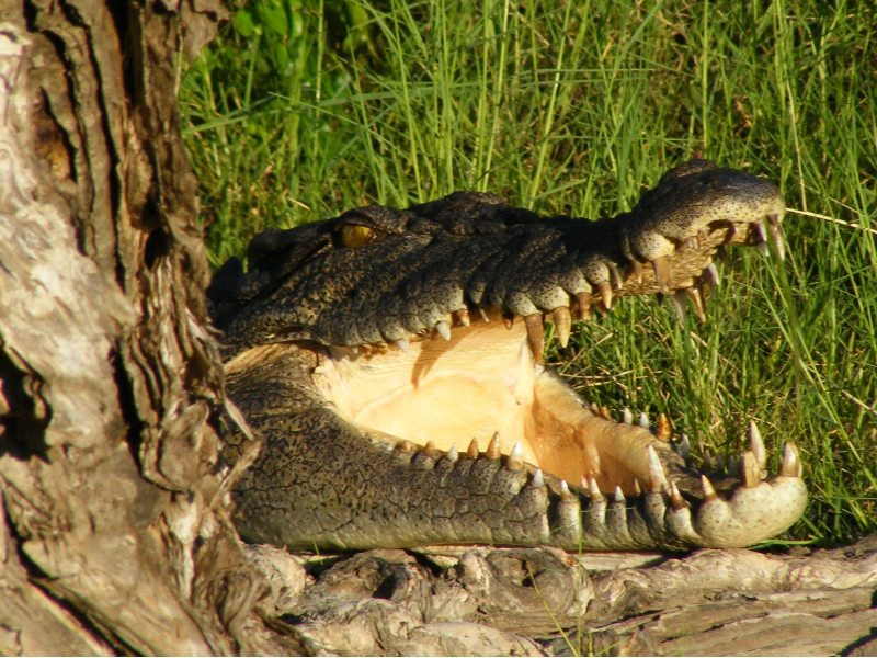 krokodil in Kakadu National Park