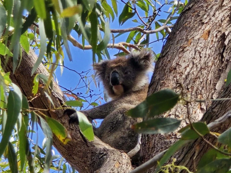 Koala op Kangaroo Island