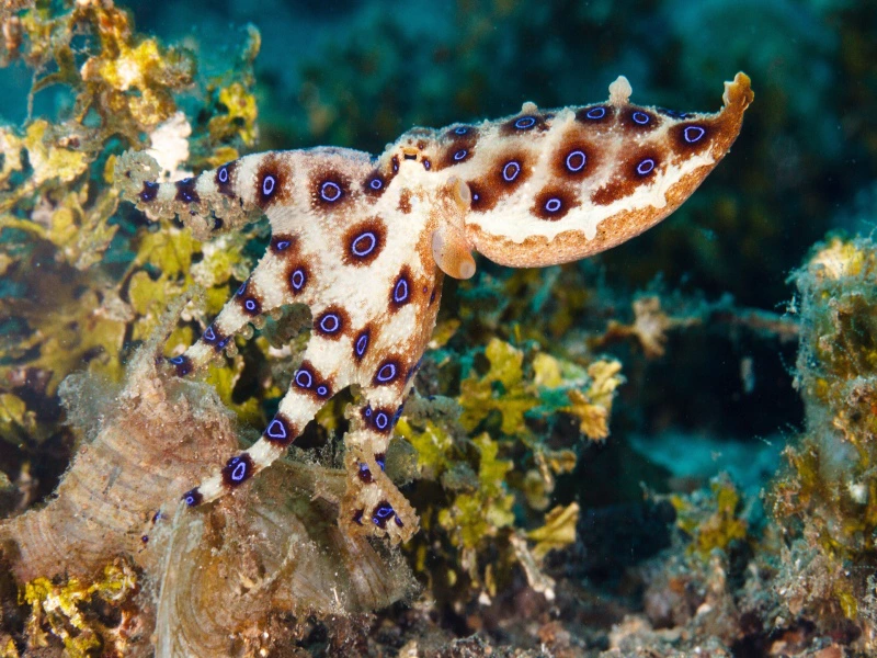 Blauwring octopus in Australië