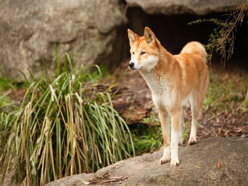 Australische gevaarlijke dieren - Dingo